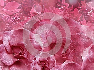 Floral pink background from roses. Flower composition. Flowers with water droplets on petals. Close-up.