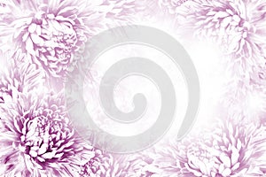 Floral pink-white beautiful background. Flower composition. Frame of white-pink flowers Asters on white background.