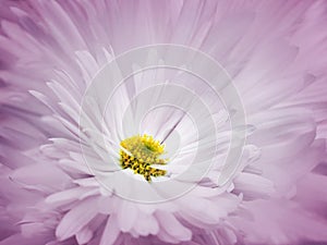 Floral pink-white beautiful background. A flower of a white chrysanthemum against a background of light blue petals. Close-up.