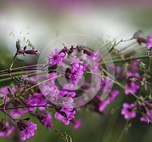 Floral pink-white-green beautiful background. Forest pink flowers on a blurred background. Soft focus.