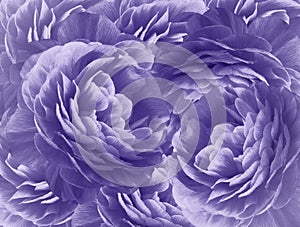 Floral purple background. A bouquet of  purple  roses  flowers.  Close-up.   floral collage.  Flower composition.