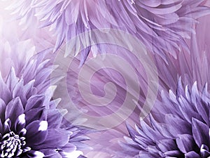 Floral purple background. Flowers dahlias close-up on a light purple-pink background. Flowers composition.