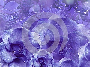 Floral purple background from roses. Flower composition. Flowers with water droplets on petals. Close-up.