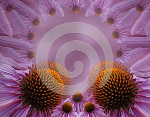 Floral purple beautiful background of Echinaceas. Greeting card of flowers violet-orange Chamomiles. Flower composition. photo