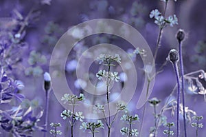 Floral purple-blue background. Violet wildflowers on a bokeh background. Close-up. Soft focus