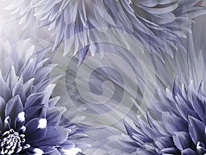 Floral purple-blue-white background. Flowers dahlias close-up on a light purple-pink background. Flowers composition.