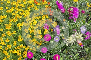 Floral real outdoor background from bolossom marigolds and autumn asters.