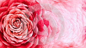 Floral  red background. A bouquet of   purple roses  flowers.  Close-up.   floral collage.  Flower composition.