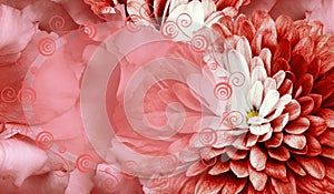 Floral red background. Flower chrysanthemum and petals of a red  roses. Place for text. Close-up.