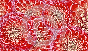 Floral  red  background. Flowers  dahlias close-up.  Flowers composition.
