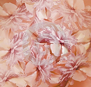 Floral red-pink background. Bouquet of flowers of peonies. Pink-white petals of the peony flower. Close-up.