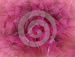 Floral red-pink halftone background. A bouquet of pink petals flowers. Close-up. floral collage. Flower composition.
