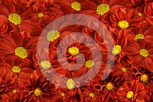 Floral red-yellow background of dahlias. Bright flower arrangement. A bouquet of red dahlias.