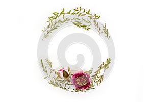 Floral round frame on white background. Flat lay, top view. Wreath with gray grefsheim (spiraea cinerea) leaves and photo