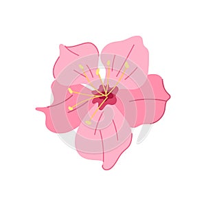 floral sakura cherry blossom cartoon vector illustration