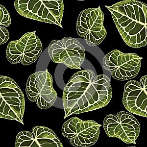 Floral seamless pattern, Alocasia plant leaves on white background.