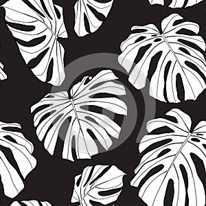 Floral seamless pattern, black and white split-leaf Philodendron monstera plant on black background.