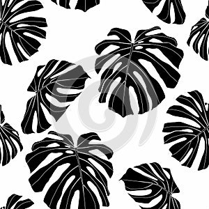 Floral seamless pattern, black and white split-leaf Philodendron monstera plant on white background.