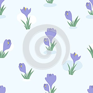 Floral seamless pattern. blooming spring flowers purple crocuses, saffron on light blue background. Vector illustration