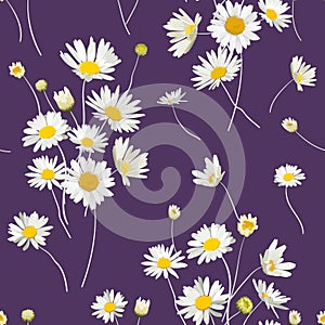 Floral Seamless Pattern with Chamomile Flowers. Natural Background with Daisy Flowers for Spring Summer Design Wallpaper