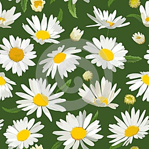 Floral Seamless Pattern with Chamomile Flowers. Natural Background with Daisy Flowers for Spring Summer Design Wallpaper