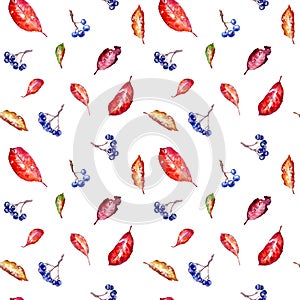 Floral seamless pattern of a chokeberry and autumn leaves .