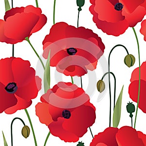 Floral seamless pattern. Flower poppy background.