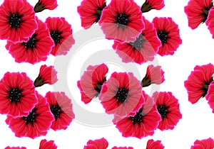 Floral seamless pattern with red flower and pink petal on white. Bright vivid color repeating passion background