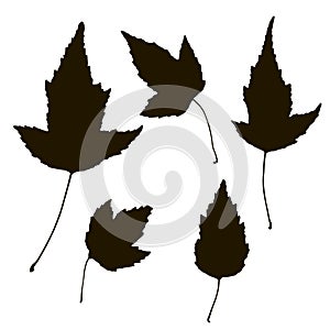 Floral Set of black hand drawn grunge floral elements, tree branch, bush, plant, leaves, flowers, branches petals isolated on whit