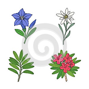 Floral set with edelweiss, gentian and rhododendron. Montain wildflowers.
