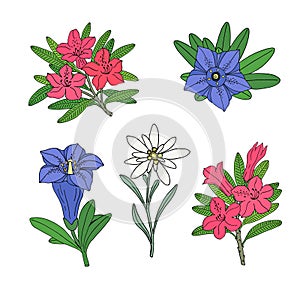 Floral set with edelweiss, gentian and rhododendron. Montain wildflowers. Outline vector