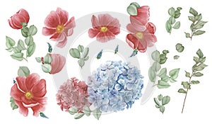 Floral set with red anemones, red and blue hydrangea and green leaves, watercolor painting