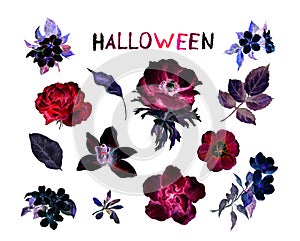 Floral set of red and black flowers. Halloween watercolor blooming collection on white background. Watercolor