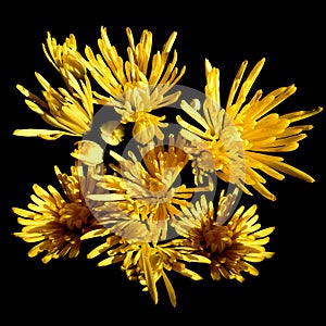 Floral sorrowful background with stylized bouquet of yellow chrysanthemums on black backdrop