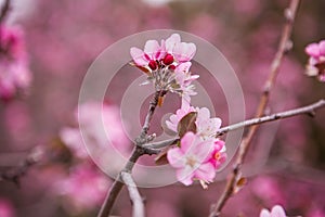 Floral spring background branch