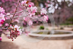 Floral spring background branch