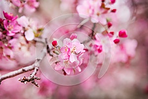 Floral spring background branch