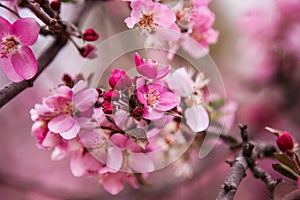 Floral spring background branch