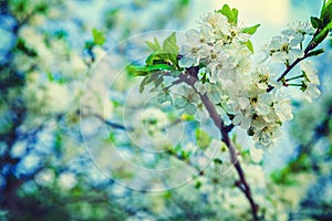 Floral spring background branch of blossoming