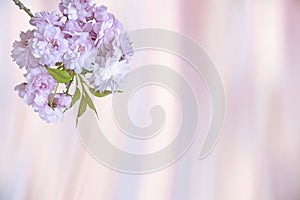 floral spring background. sakura branch