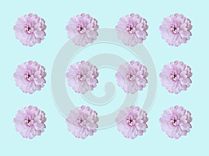 floral spring background. sakura flowers