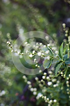 Floral spring background, soft focus. Branches of a flowering tree in spring outdoors macro. Beautiful flowering branch. Spring Ga