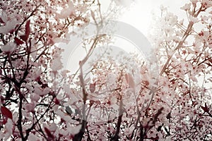 Floral spring blossoms, abstract floral soft blurred background