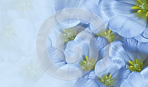 Floral spring blue background. Flowers white tulips blossom. Close-up. Greeting card.