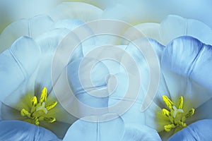 Floral spring bright blue background. Flowers blue-yellow tulips blossom. Close-up. Greeting card.