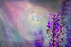 Floral spring natural landscape with wild pink lilac flowers on meadow and fluttering butterflies on blue sky background. Dreamy