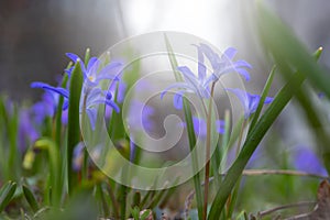 Floral spring nature landscape with wild blue lilac flowers on meadow against misty morning meadow