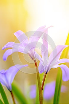 Floral spring nature landscape wild lilac flowers in meadow on background  Sunny light. Dreamy gentle image. Soft selective focus