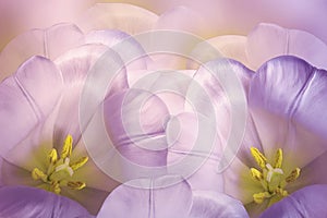 Floral spring Ð·pink-violet background. Flowers pink tulips blossom. Close-up. Greeting card.