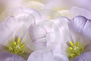 Floral spring Ð·pink-white-yellow background. Flowers pink tulips blossom. Close-up. Greeting card.